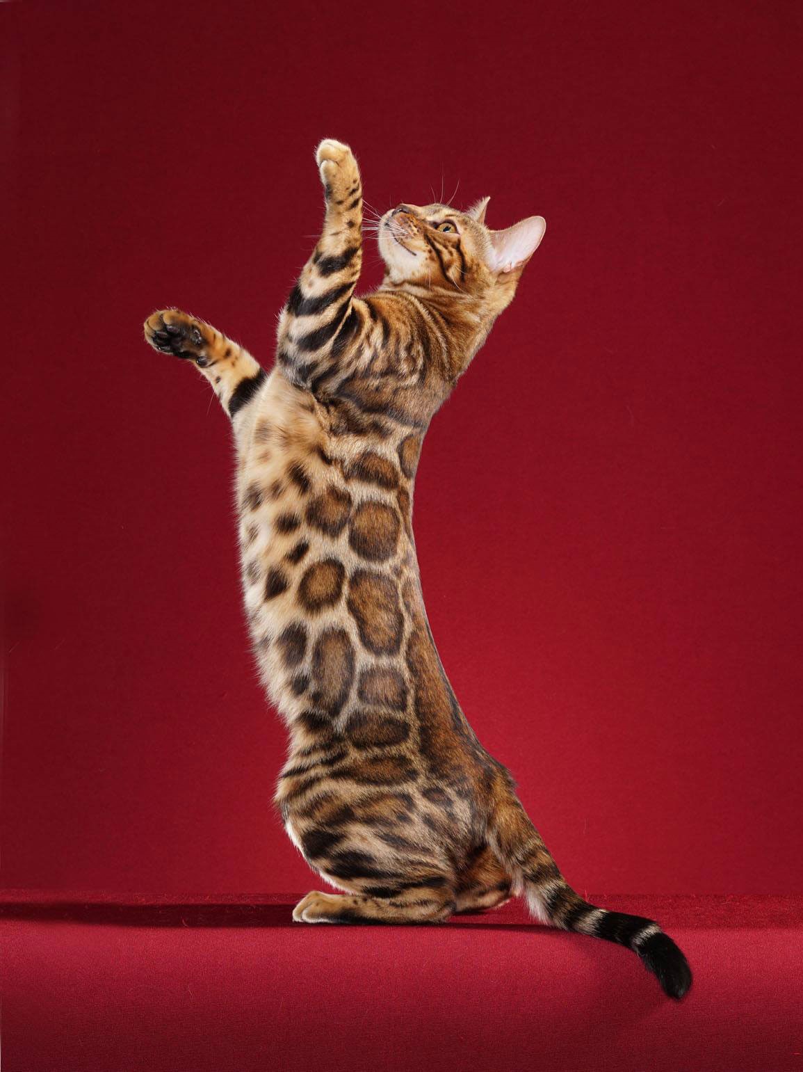 A gorgeous Bengal cat with a shiny coat standing on its back feet