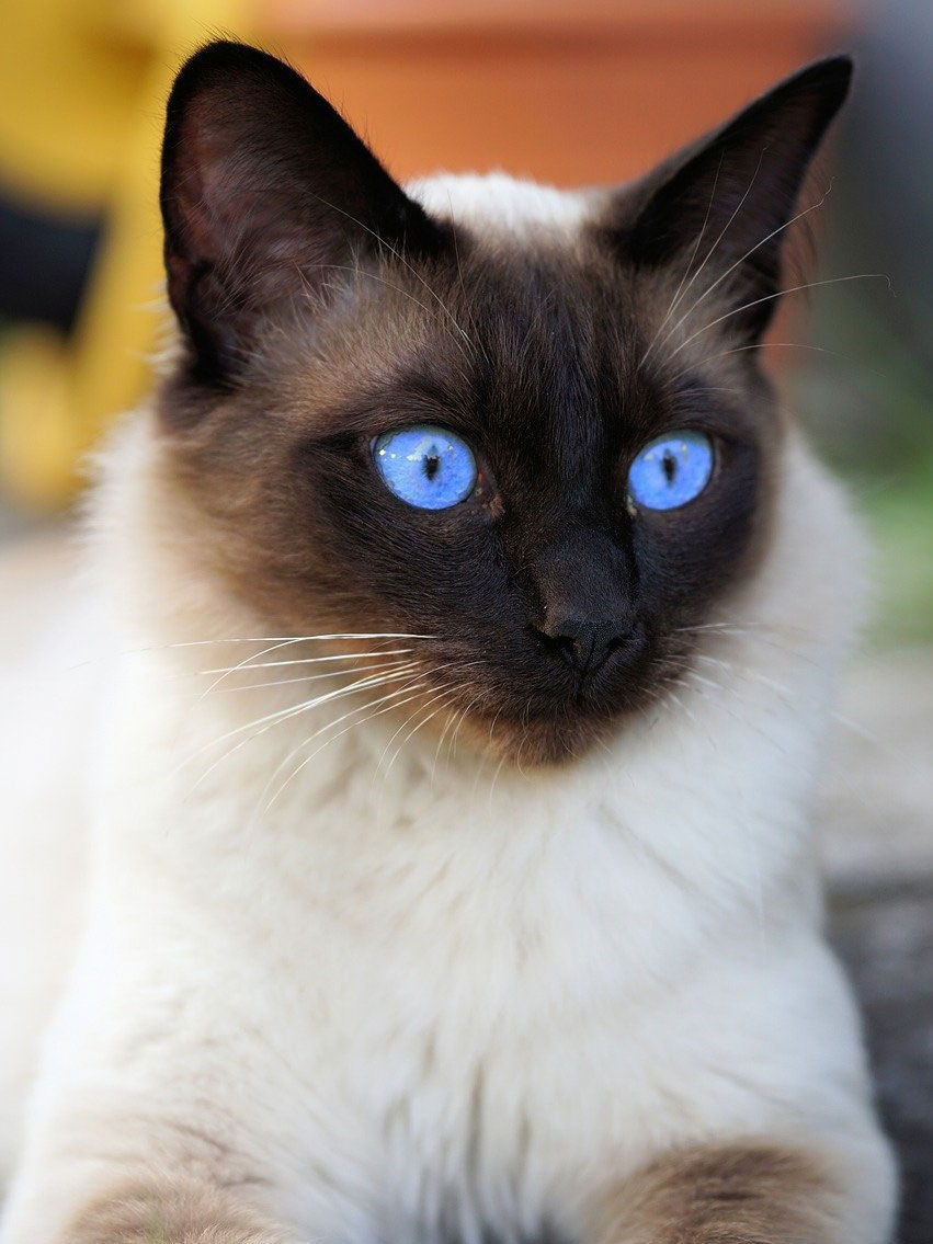 A stunning Siamese cat with dark spotting and light coat