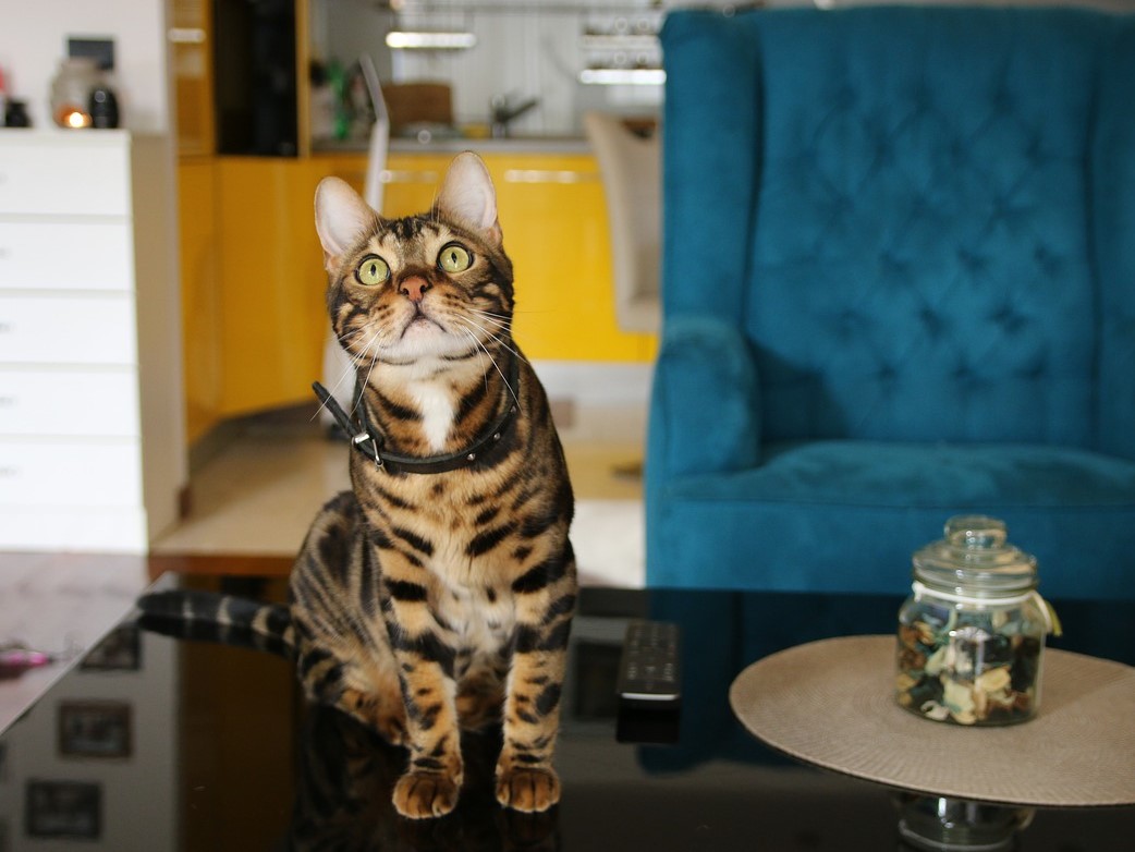 A beautiful Bengal cat standing on a living room table