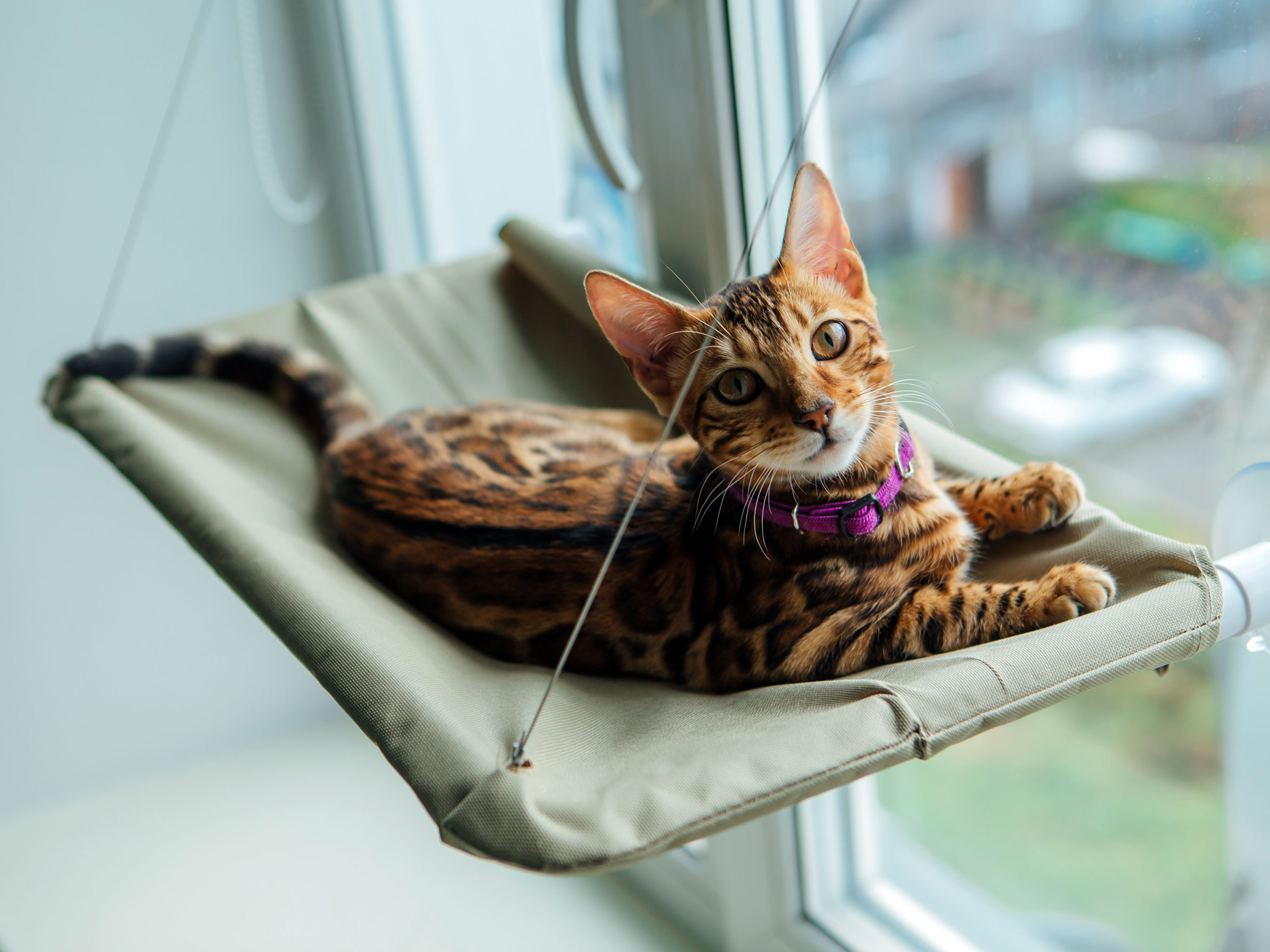 A beautiful Bengal cat lounging on her window perch.