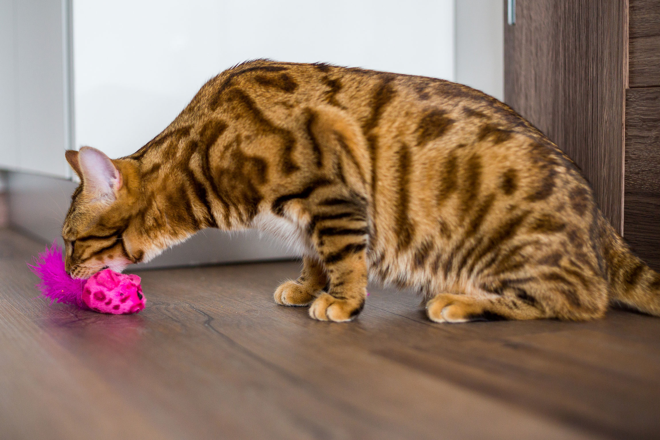 A Bengal cat with a tabby-pattern coat carrying a cat toy.