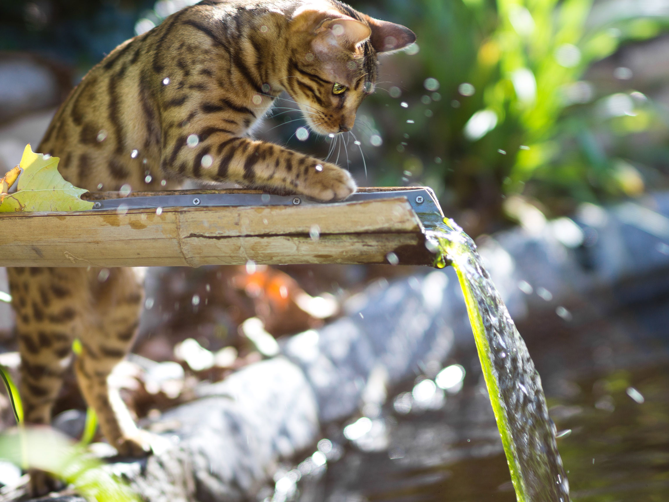 A Bengal cat playing with running water in the garden.