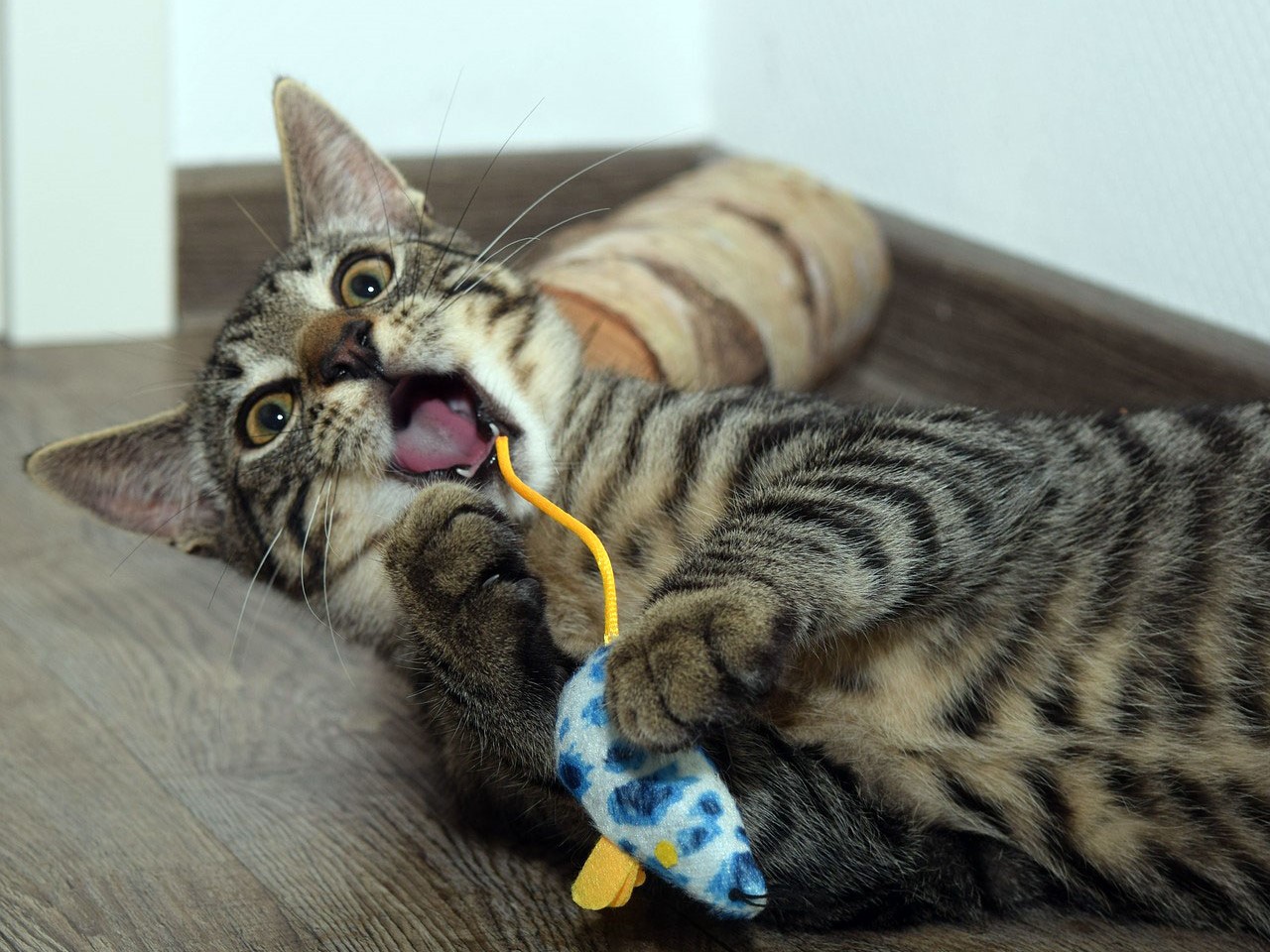 Cat playing with a stuffed mouse and biting it, ready to make the "kill"