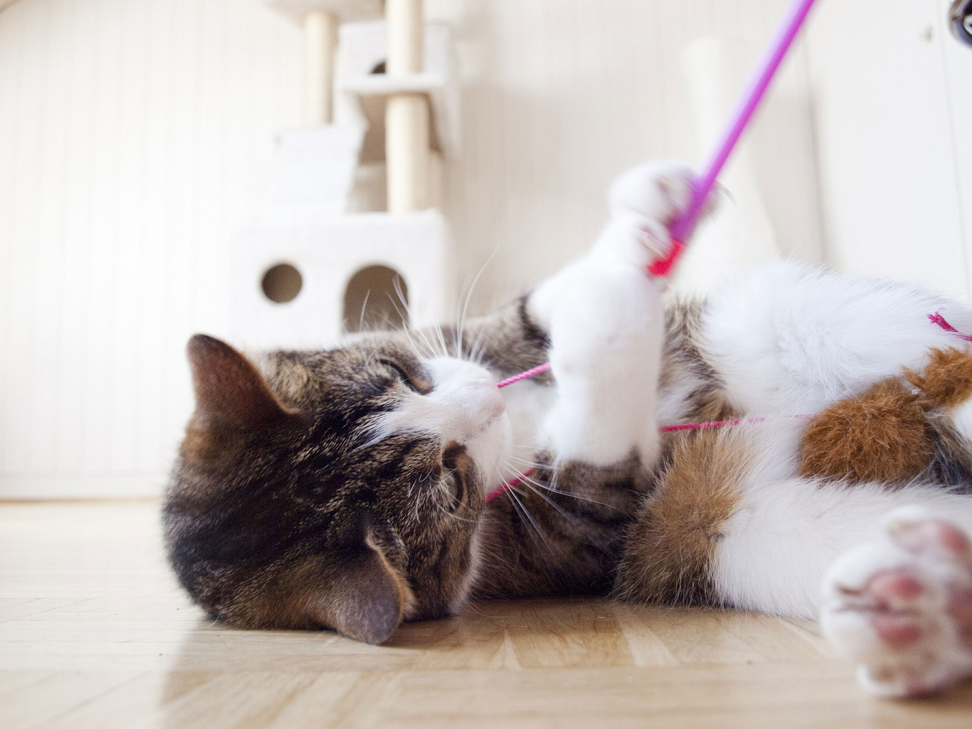 Young cat playing with yarn on the floor