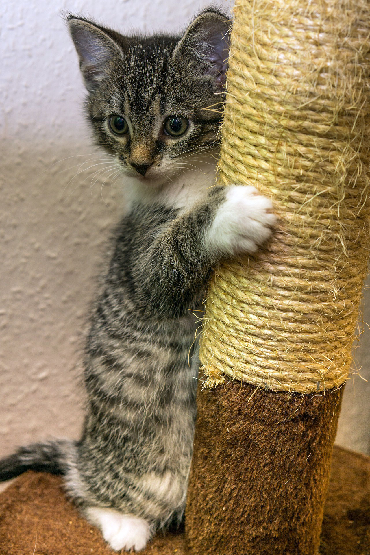 Kitty playing next to its cat tree and scratching the sisal post with one paw