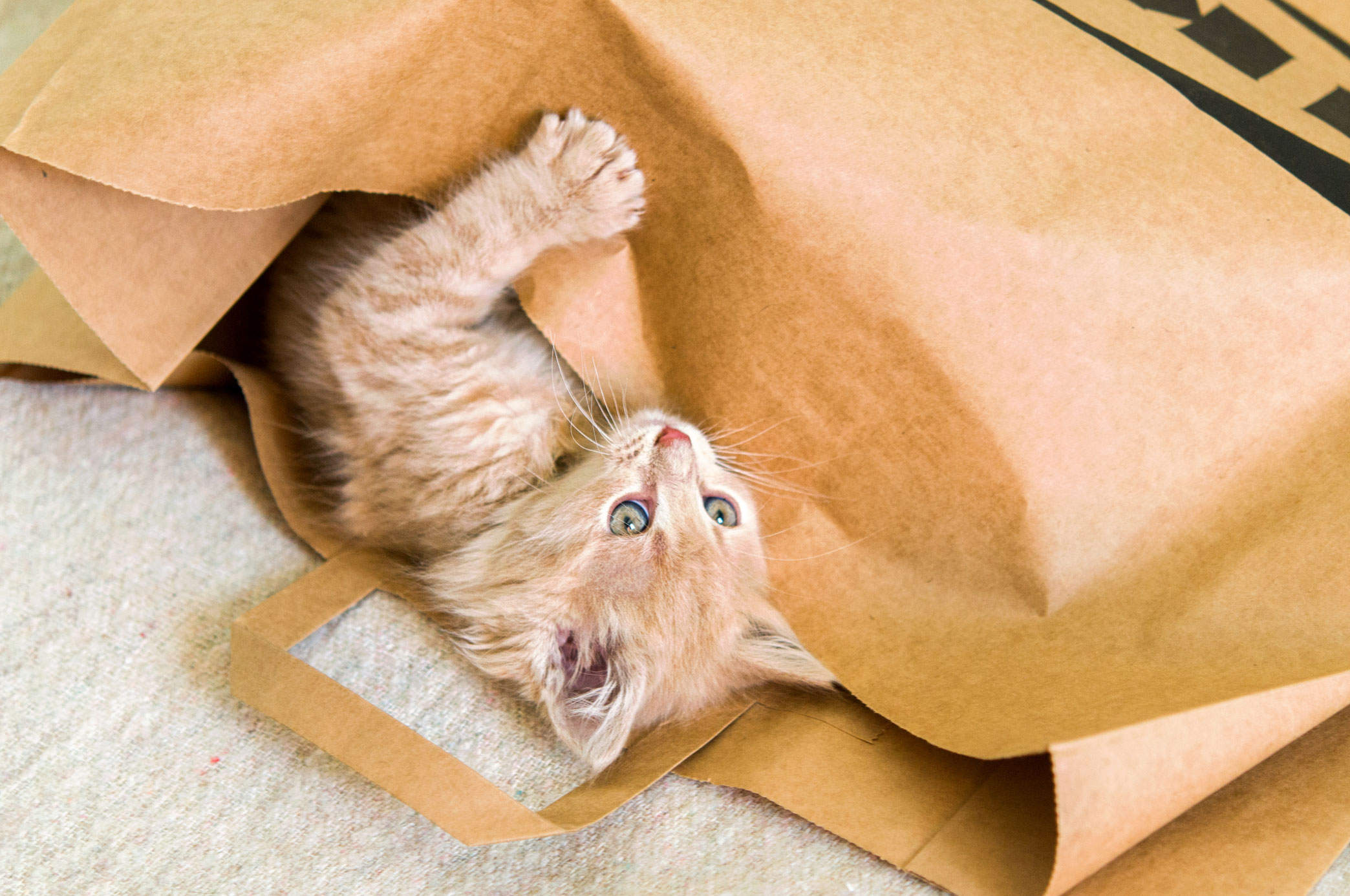 Orange kitty playing in a big paper bag