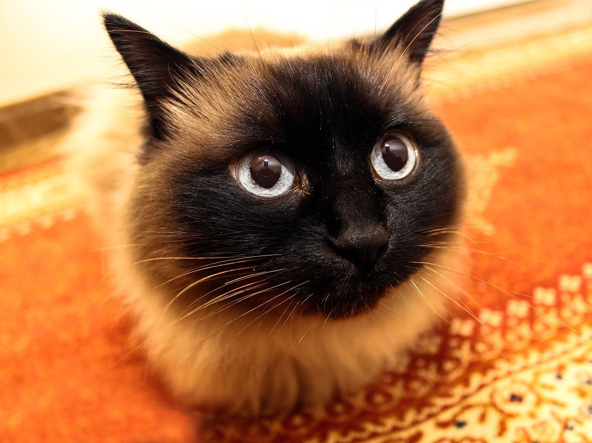 Adorable Siamese looking at its human