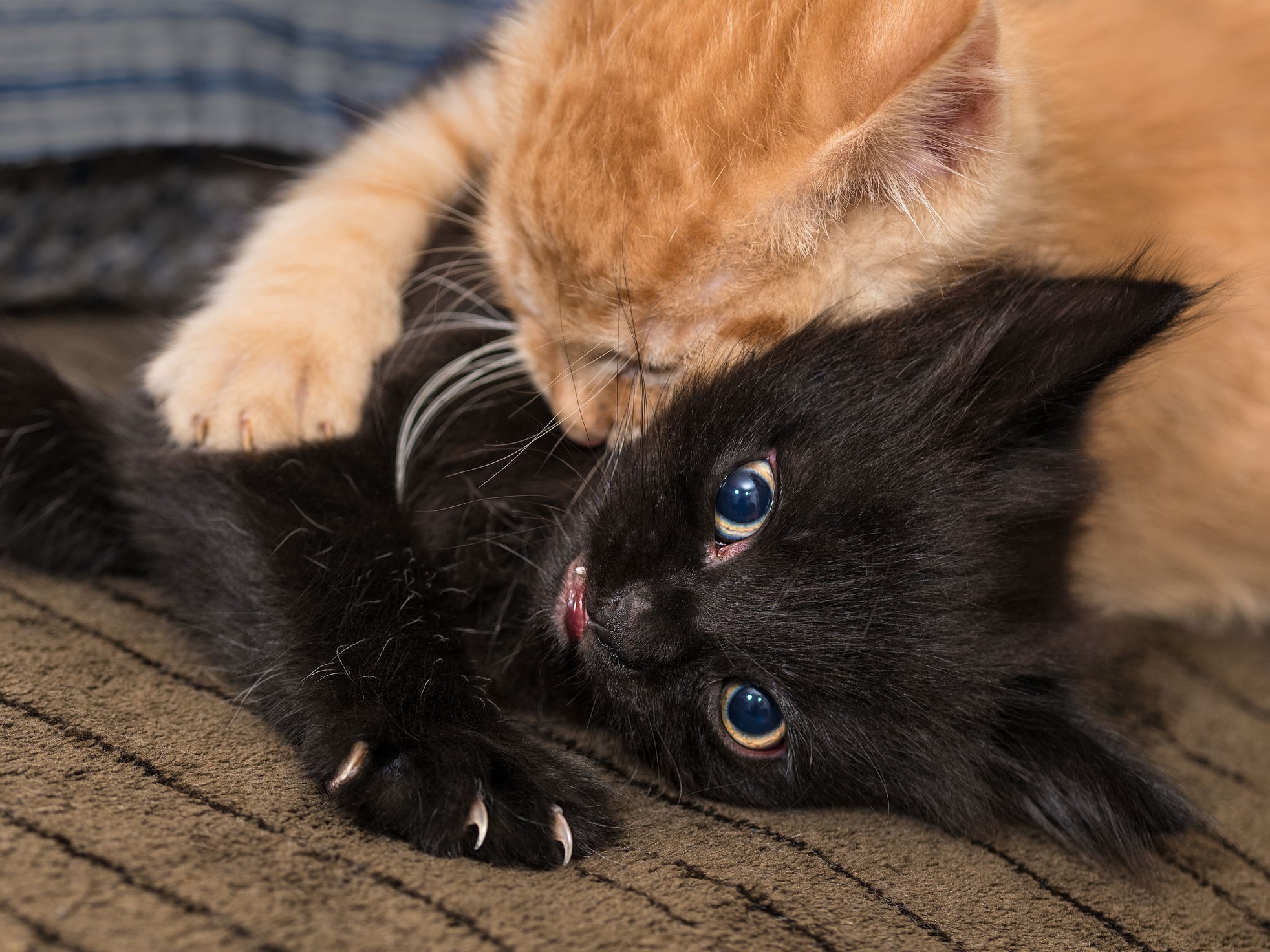 Two young cats playing and wrestling, one biting the other