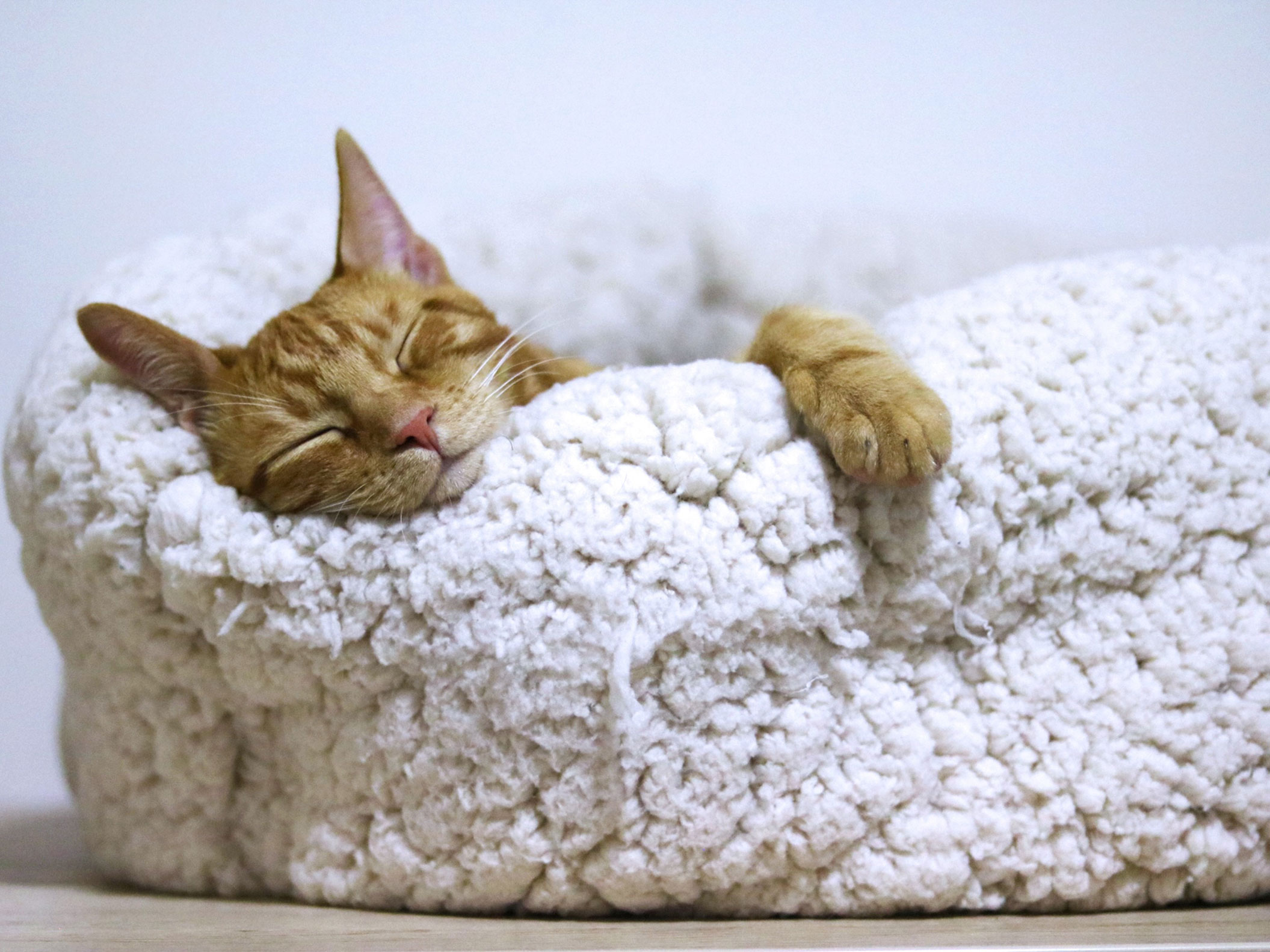 A ginger cat sleeping sweetly in his cozy soft bed