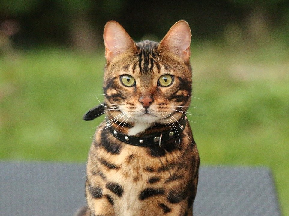 A Bengal cat outside, on the green grass, looking straight into the camera. 