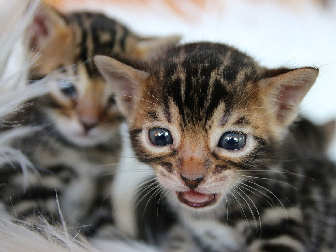 Two very young Bengal kitties.