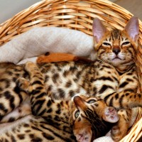 Bengal Cat