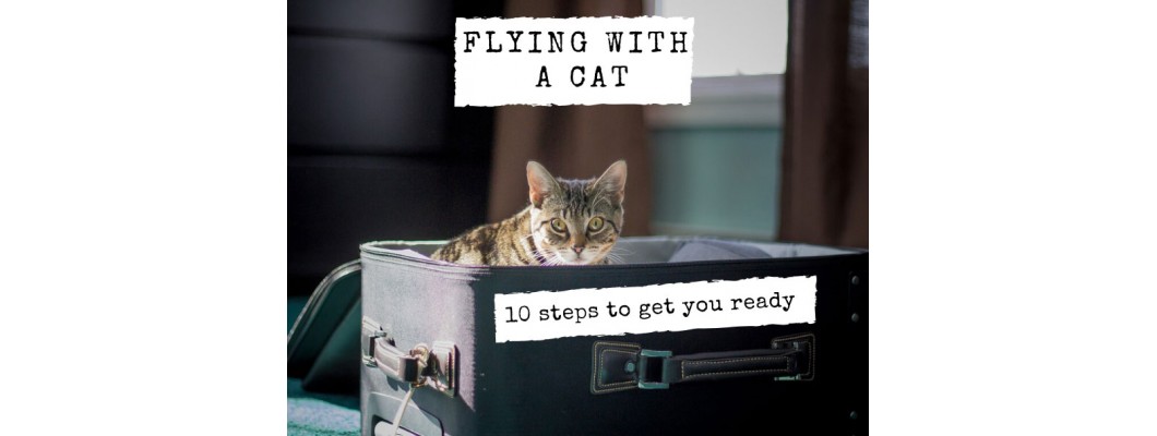 Flying with a cat: International travel advice from a kitty