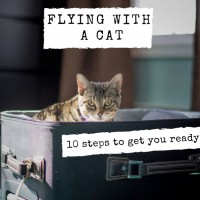 Flying with a cat: International travel advice from a kitty