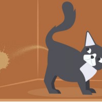 Why do cats spray and how to avoid it