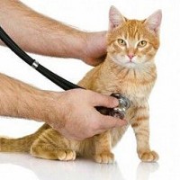 Cat Diseases