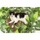 Cat in top Perch of Tree