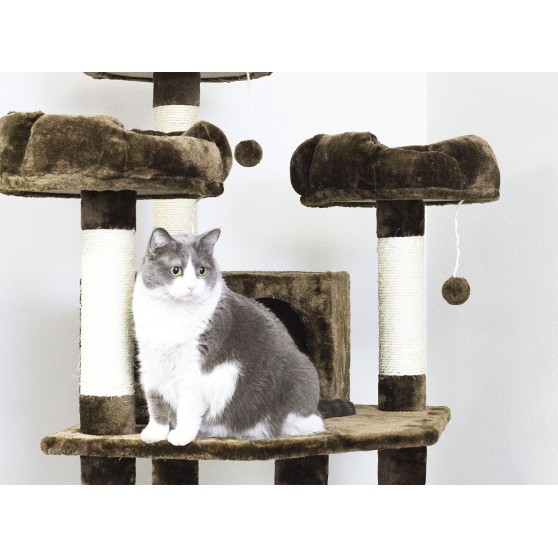 Cat climbing tree - cat on top platform