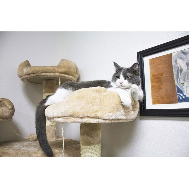 Cat on top bed