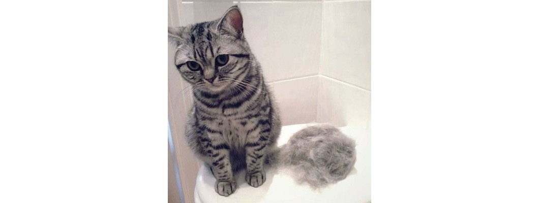 What you should know about Cat's Shedding