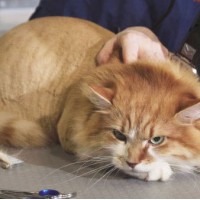 Cat Depression After Shaving