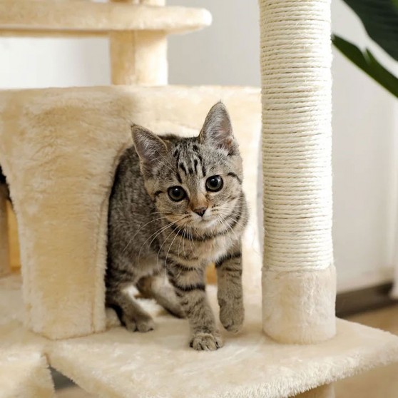 Two plush condos for the cat's comfort