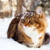 Cats and cold weather