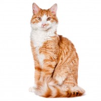 Physical Characteristics of Cats
