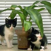 Plants that will poison your cat