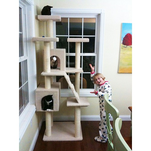 cat gyms