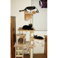 three-cats-on-the-cat-tree-hammock1591192791.jpg