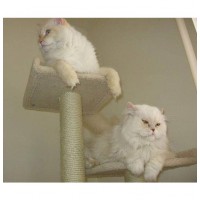 two-cats-on-perches1589383932.jpg