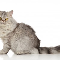 Persian Cat