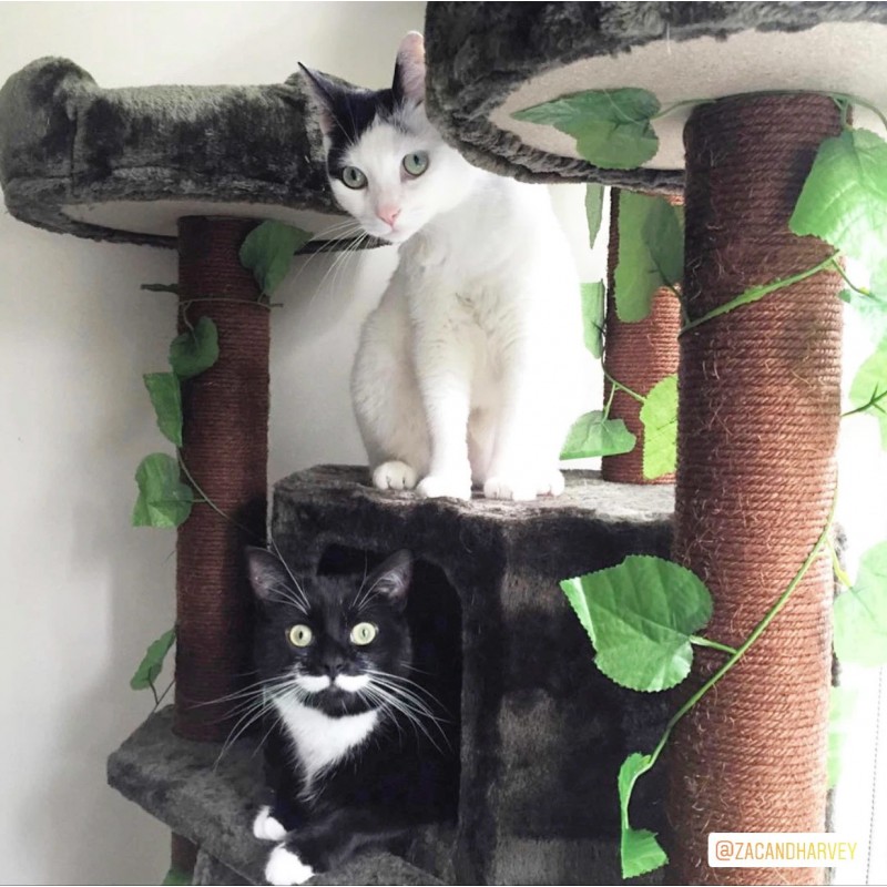Two cats on top the stand