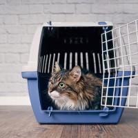 Moving with a cat to your new residence : How to make it an easy transition