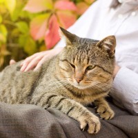 Senior Cats: Everything you need to know