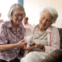 Why Fostering a Cat is a Good Idea