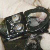 Cat Declawing. Is it necessary?