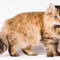 Maine Coon Cat
