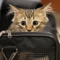 How to help your new cat adapt