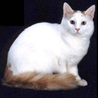 Turkish Van Cat