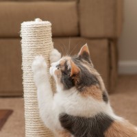 Why cats scratch and what you can do