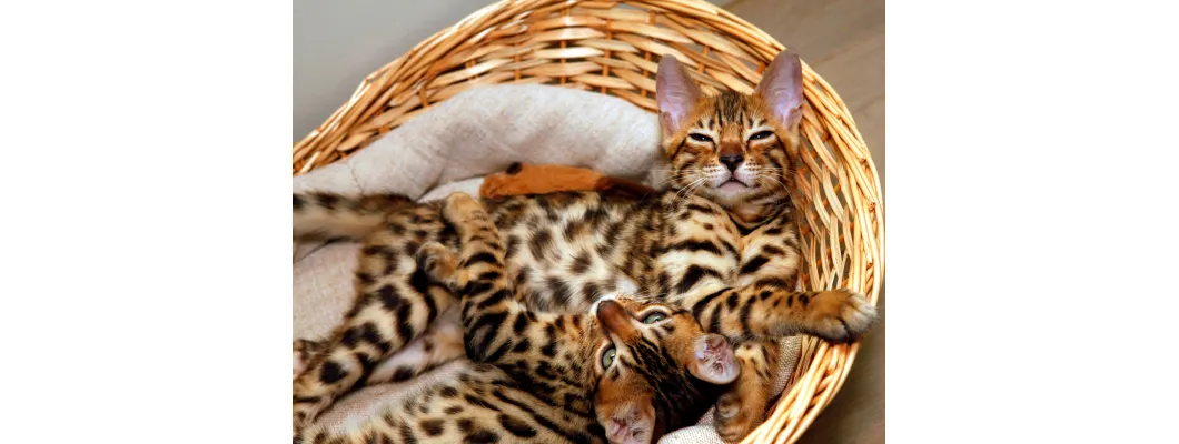 Bengal Cat