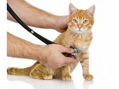 Cat Diseases
