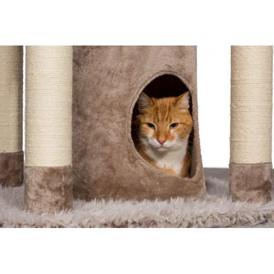 Kitty inside the condo