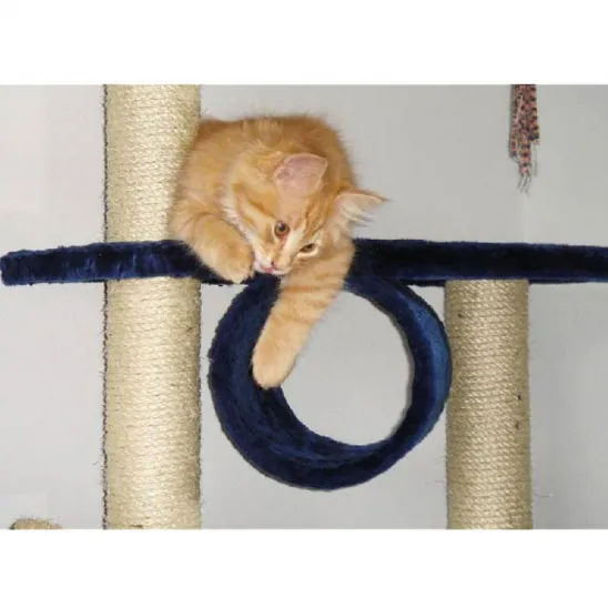 Cat is Playing with Tunnel of Gym