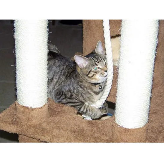 Cat plays with the hanging rope