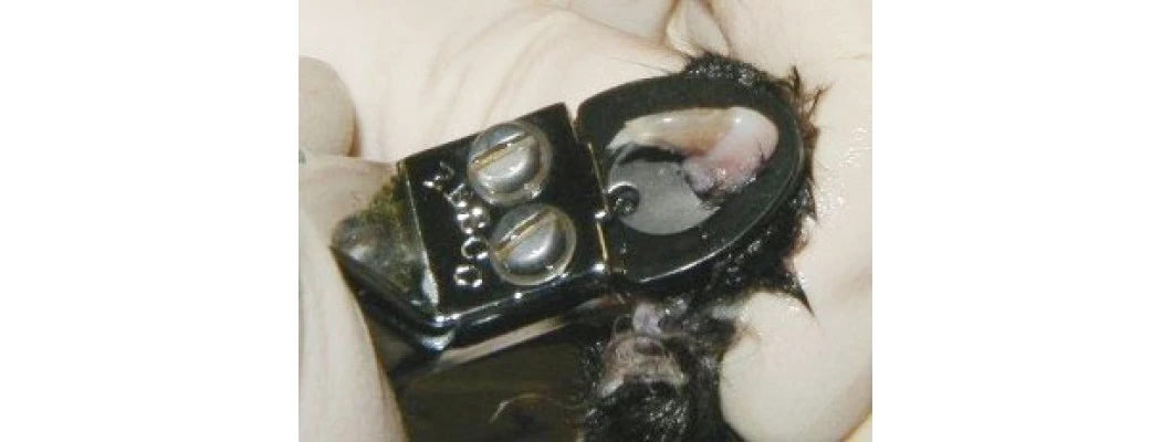 Cat Declawing. Is it necessary?