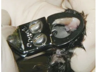 Cat Declawing. Is it necessary?