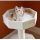 Kitty on top perch